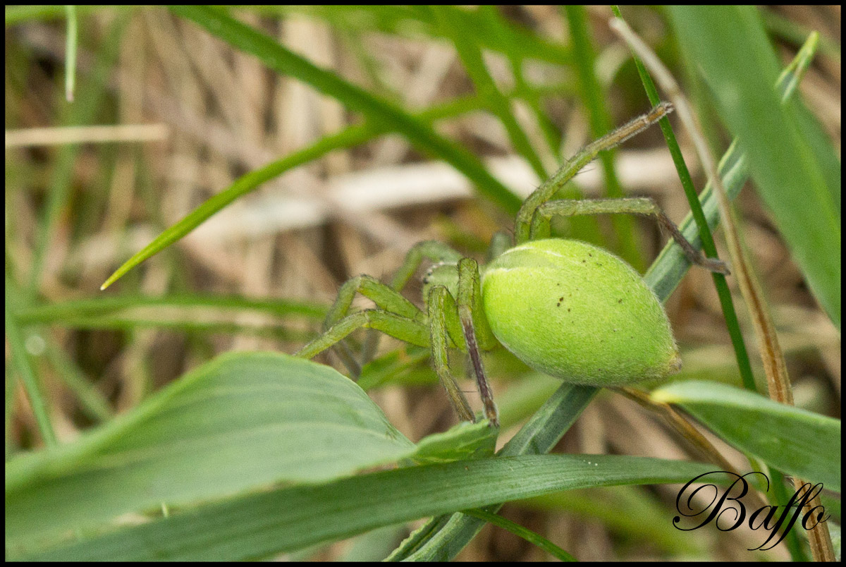 Micrommata ligurina - Carso triestino (TS)